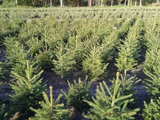 80 stk. Picea abies 80-100 cm.
