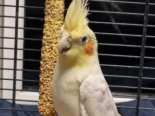 Nymfe parakit sælges