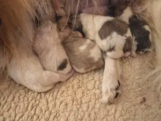 Små pomeranian hvalpe 🐾