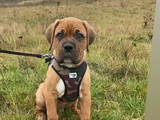 Hundehvalp Cane Corso og Dogue de Bordeaux