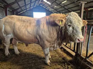 Simmentaler tyr sælges
