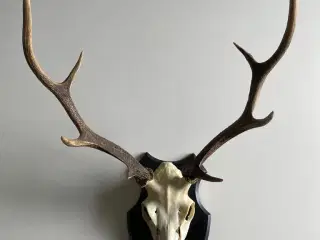 Trofæ