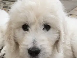 Doodle - Goldendoodle-hvalpe