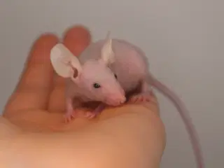 Mus (nude mus, langhåret mus og korthåret mus!