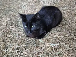 Staldkat