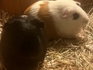 Marsvin gives væk