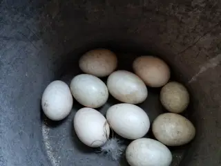 Befrugtede moskus æg