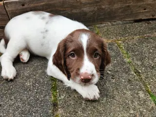 Springer spaniel hvalpe