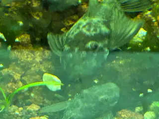 🐉 Green Dragon Ancistrus – flotte/robuste maller