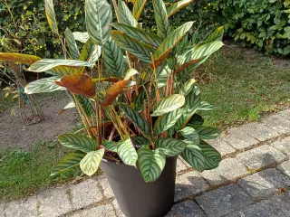 Stueplante
