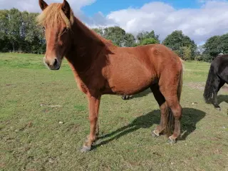 Islænder Hoppe 4 år