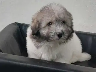 Coton de tulaer 