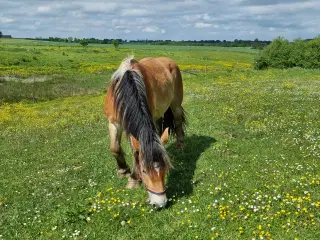 Ardenner, vallak 4 år