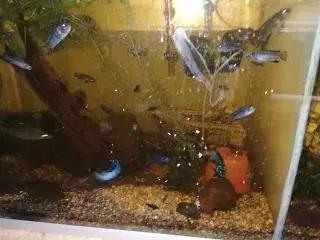 Akvarium og fisk