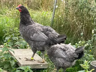 2 høns og en hane, Silverruds Blå, lys tyrkis æg