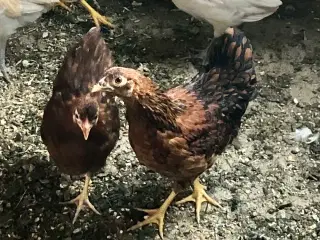 Wyandot dværg høne kyllinger