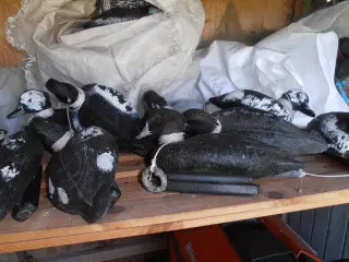 dykandelokkere