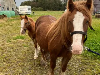 Irish cob 3 for 1 pris 