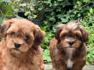 🧡Søde & Smukke Bichon Havanais 🧡