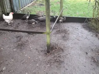 Påfugle  10 mdr.