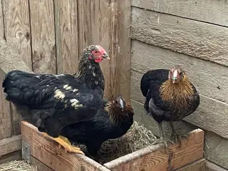 3 Dværghøns