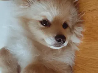 Smuk cremefarvet hvalp søger nyt og kærligt hjem 