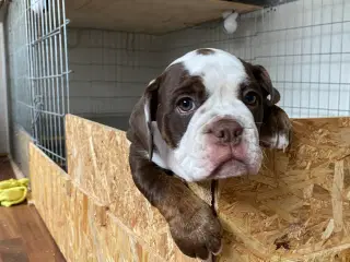 New English Bulldog hvalp med stamtavle 