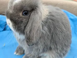 Minilop kaninunge sælges 