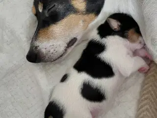 Dansk svensk gårdhund hvalpe