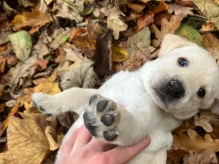 Superskøn Gul Labrador Hvalp 