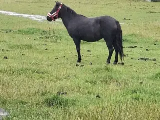 Amerikansk miniature/mini Shetlænder 