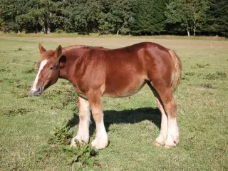 Jydsk hest - føl