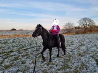 Skøn Dartmoor hoppe