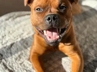 Staffordshire Bull Terrier DKK
