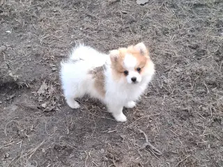 2 lækkerer pommeranian drenge klar til nyt fanilie