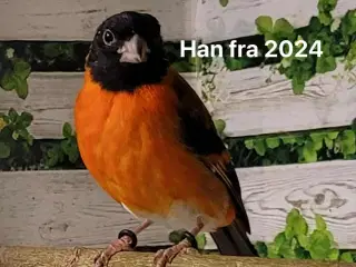 2.2 Kapuziner sisken