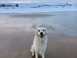 Golden Retriever Han hund til paring