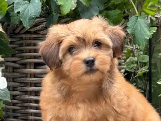 🧡Sødeste Hollie 🧡