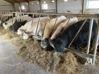 Galloway kvier, løbekvier