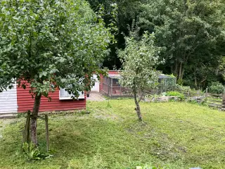 Kolonihaver 