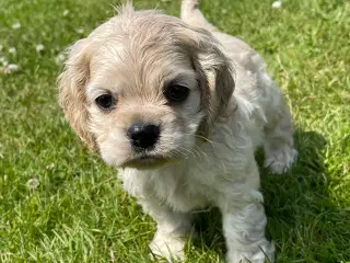 Skønne Amerikanske Cockerspaniel 