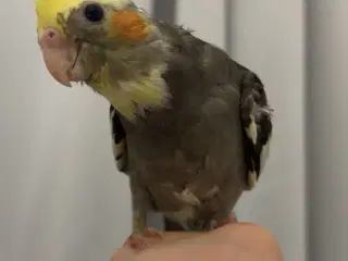 100% Tammr nymfeparakit unger