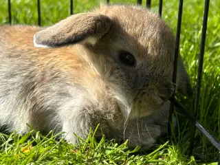 Mini lop kanin