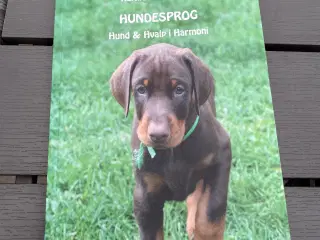 Hundebog hvalp i harmoni