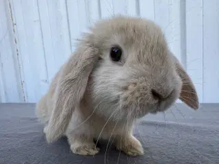 Dværgvædder/Mini lop hankanin