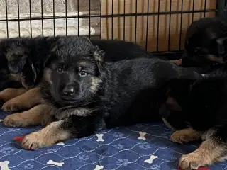 Schæferhvalpe med DKK stambog