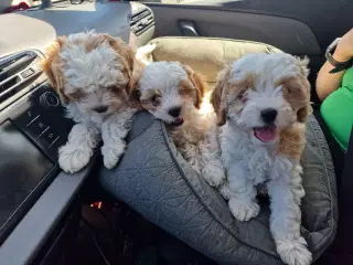 Cavapoo hvalpe