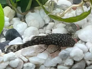 Ancstrus sugmaller