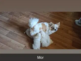 Pomchi hvalpe 