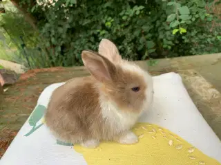 Hun Mini lop baby med blå øjne